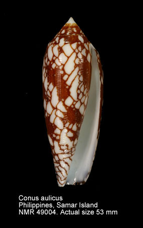 Conus aulicus.jpg - Conus aulicusLinnaeus,1758